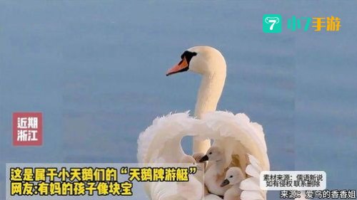 小天鹅今晚有空吗图片