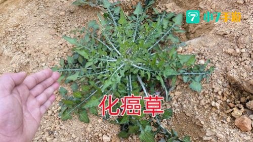 龙齿草