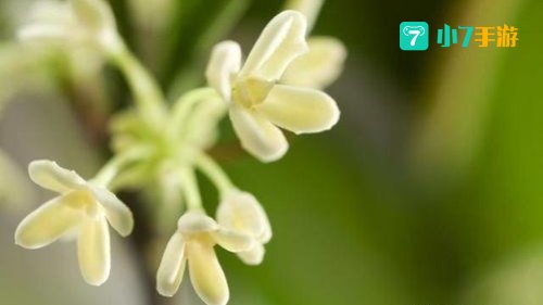 自是花中第一流写的是什么花